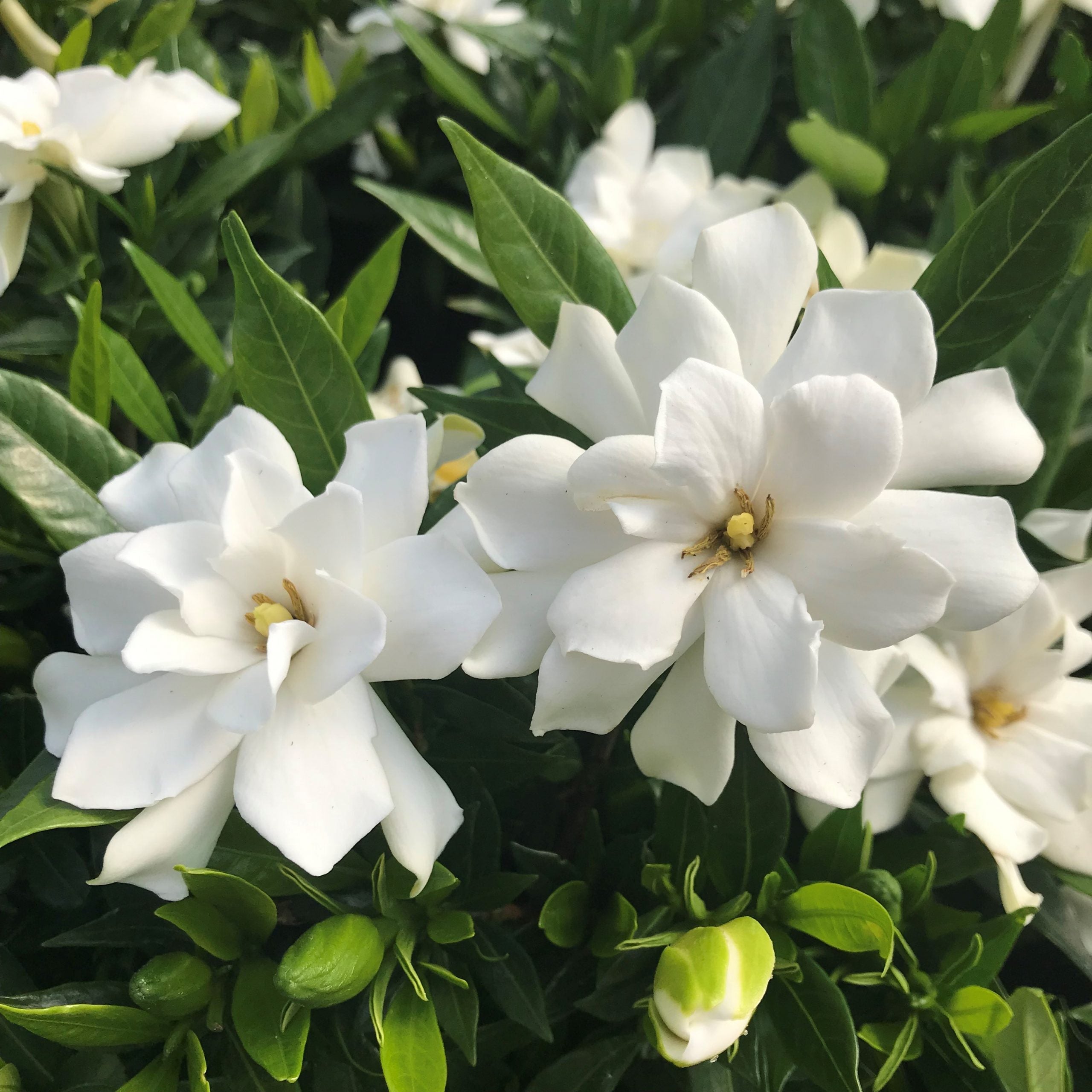 Gardenia + White Lily – Dragonfly Fragrances