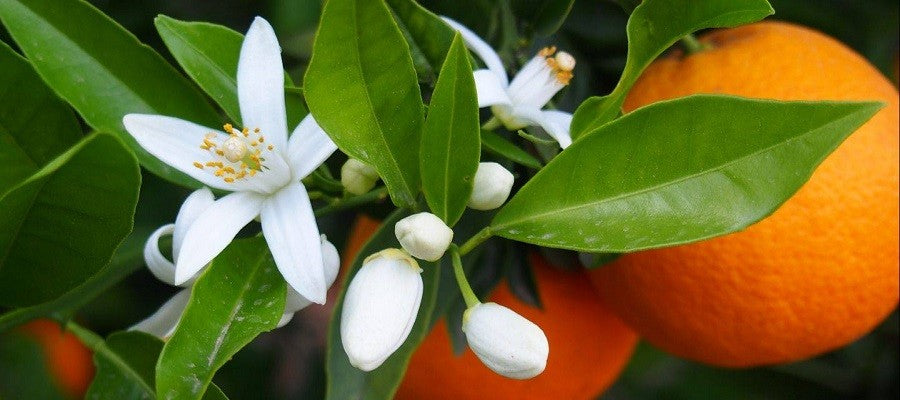 Mandarin + Jasmine – Dragonfly Fragrances