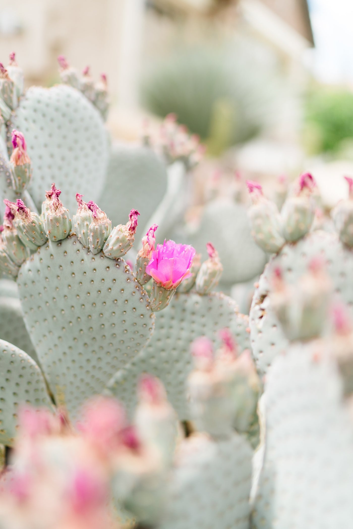Cactus Flower + Jade