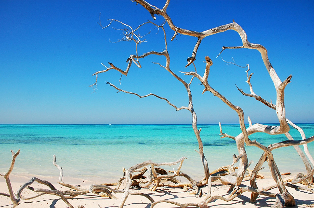 Driftwood and Sea Salt Fragrance