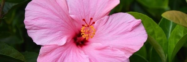 Floral Fragrances 2