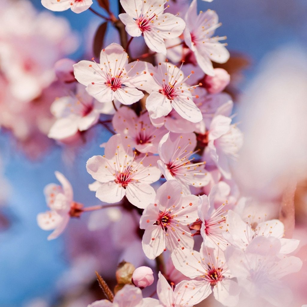 Japanese Cherry Blossom Candle