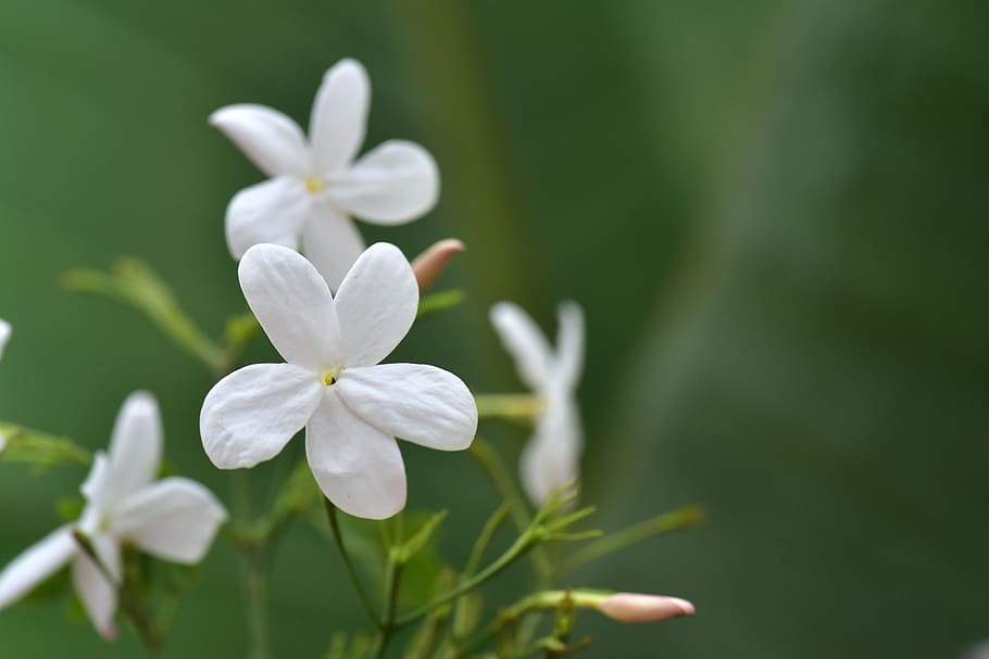 White Tea + Jasmine