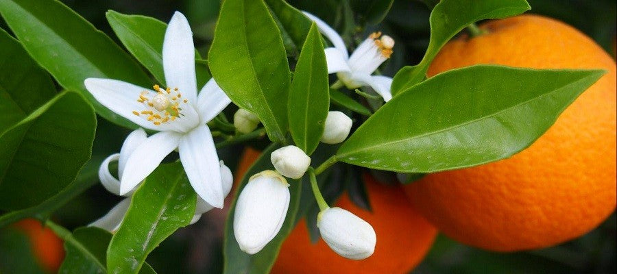 Mandarin + Jasmine Fragrance
