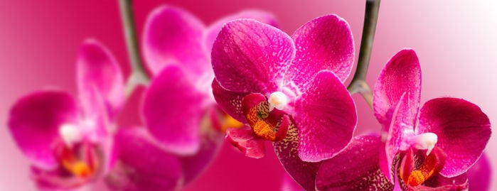 Orchid + Dark Rose