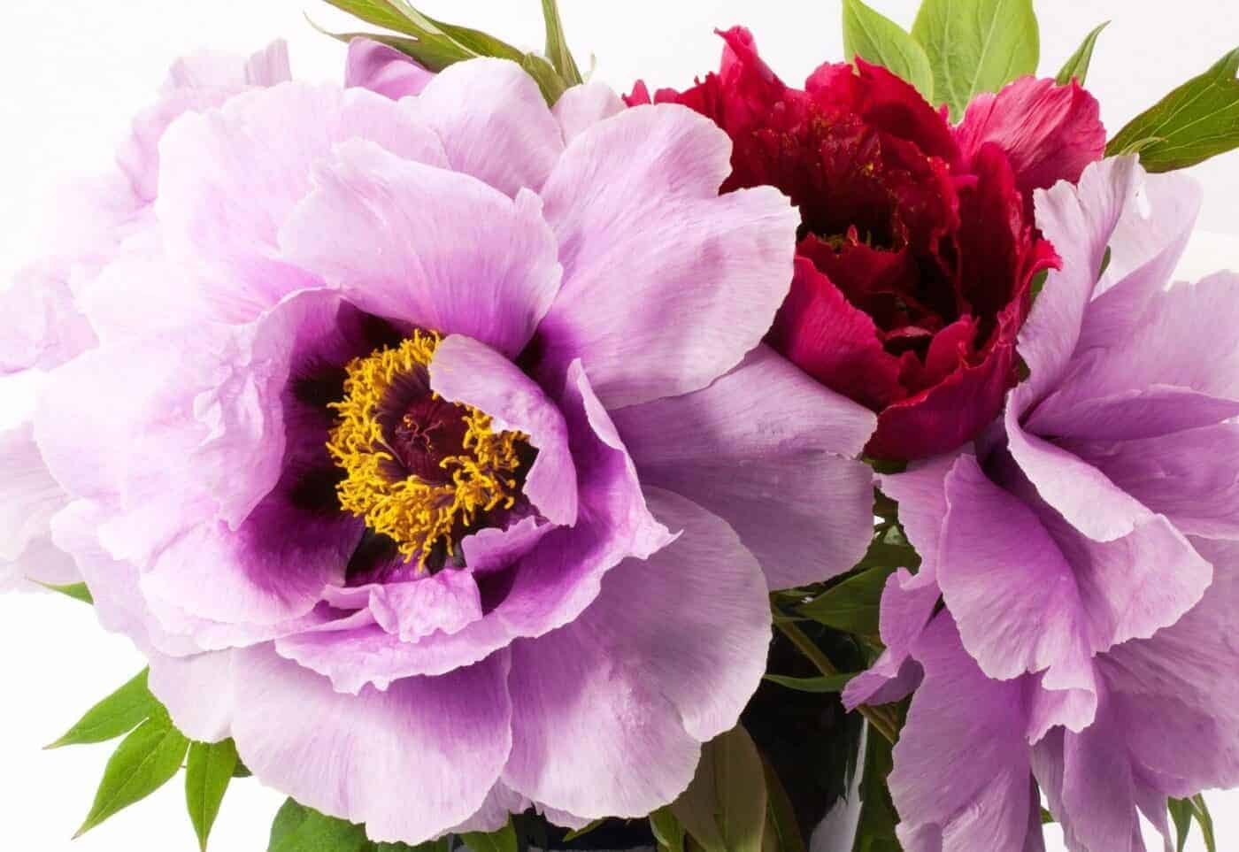 Peony + Plum Fragrance Oil