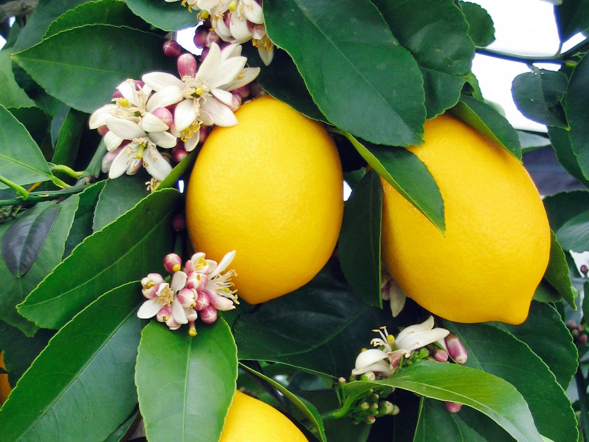 Yuzu and Ginger Fragrance Oil